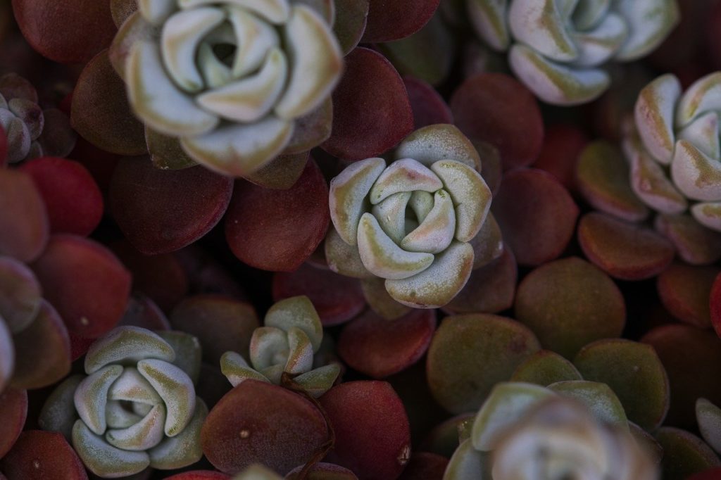 flowers, sedum, succulents-8021795.jpg